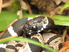 Dipsas sanctijoannis