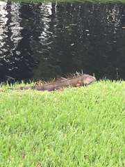 Iguana iguana