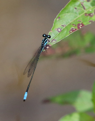 Acanthagrion gracile