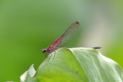 Hetaerina rosea