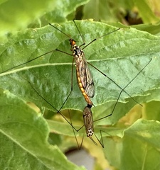 Nephrotoma flavipalpis