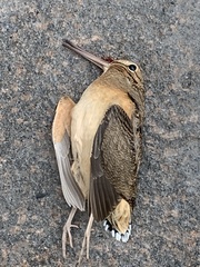 Scolopax minor