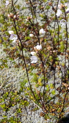 Veronica decora