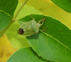 Palomena viridissima
