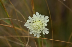 Scabiosa ochroleuca