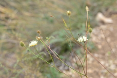 Scabiosa ochroleuca