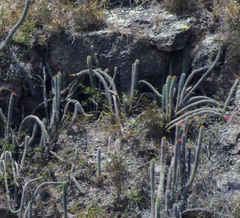Borzicactus sepium