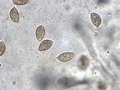 Hebeloma fusisporum