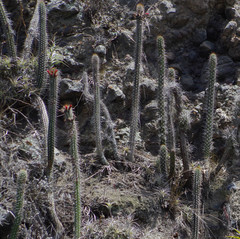 Borzicactus sepium