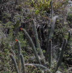 Borzicactus sepium