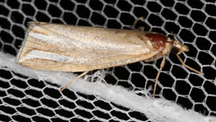 Hednota bivittella
