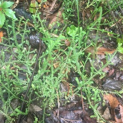 Selaginella apoda