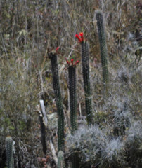 Borzicactus sepium