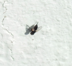 Leucostoma