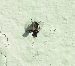Leucostoma