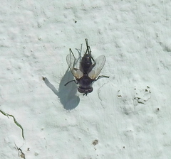 Leucostoma