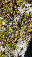 Veronica decora