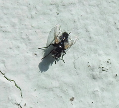 Leucostoma