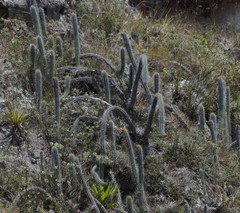 Borzicactus sepium