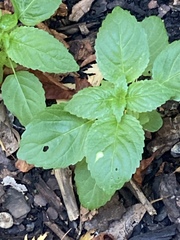 Mercurialis annua