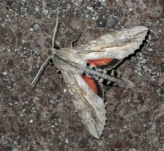 Erinnyis ello encantada