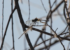 Pachydiplax longipennis