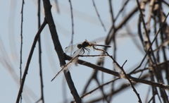 Pachydiplax longipennis