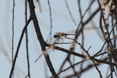 Pachydiplax longipennis
