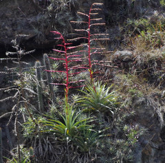 Tillandsia secunda