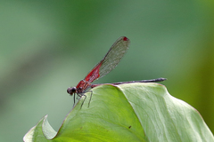 Hetaerina rosea