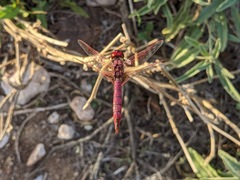 Trithemis annulata