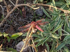 Trithemis annulata