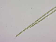 Planktothrix