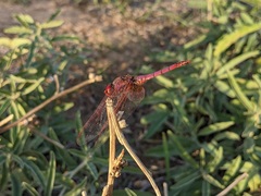 Trithemis annulata