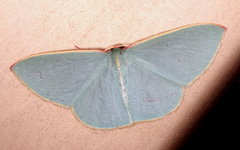 Chlorocoma assimilis
