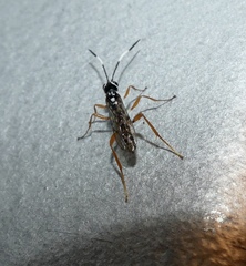Lymeon orbus