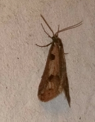 Exapate congelatella