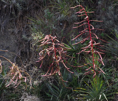 Tillandsia secunda