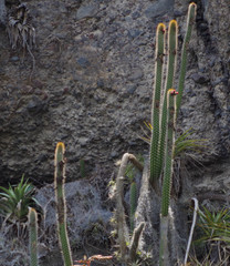 Borzicactus sepium