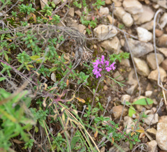 Thymus bashkiriensis
