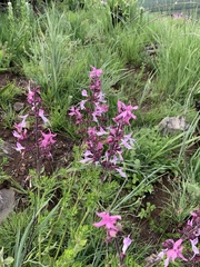 Syncolostemon transvaalensis