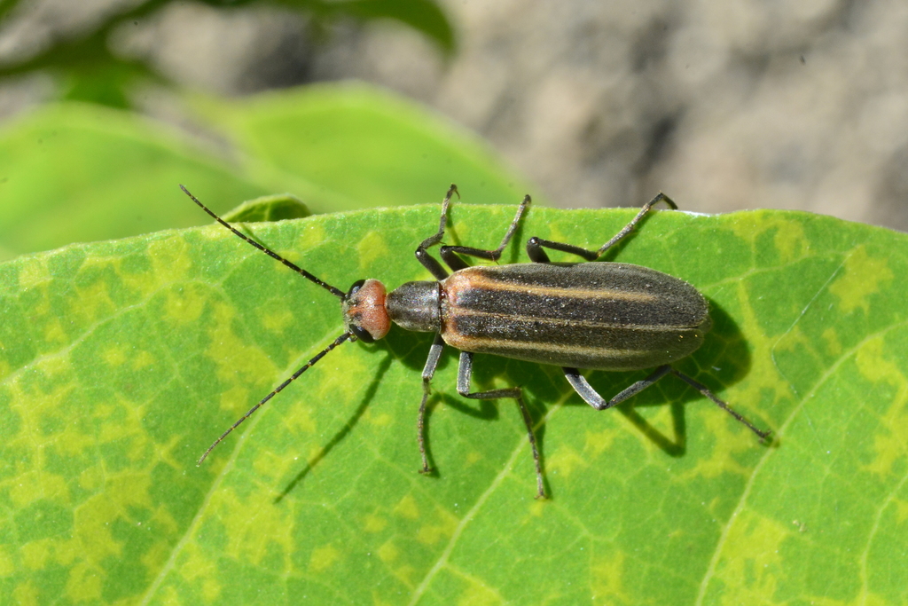 Epicauta grammica