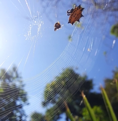 Gasteracantha cancriformis