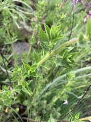 Syncolostemon transvaalensis