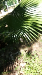 Gasteracantha cancriformis