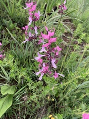 Syncolostemon transvaalensis