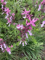 Syncolostemon transvaalensis