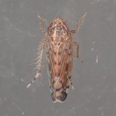 Osbornellus filamentus