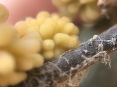 Burnettweldia corallina