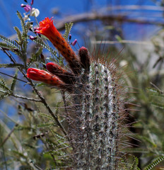 Borzicactus sepium